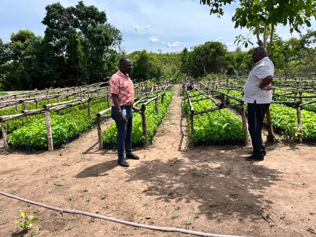 Seedling supply under “Danish Refugee Council” DRC Arua